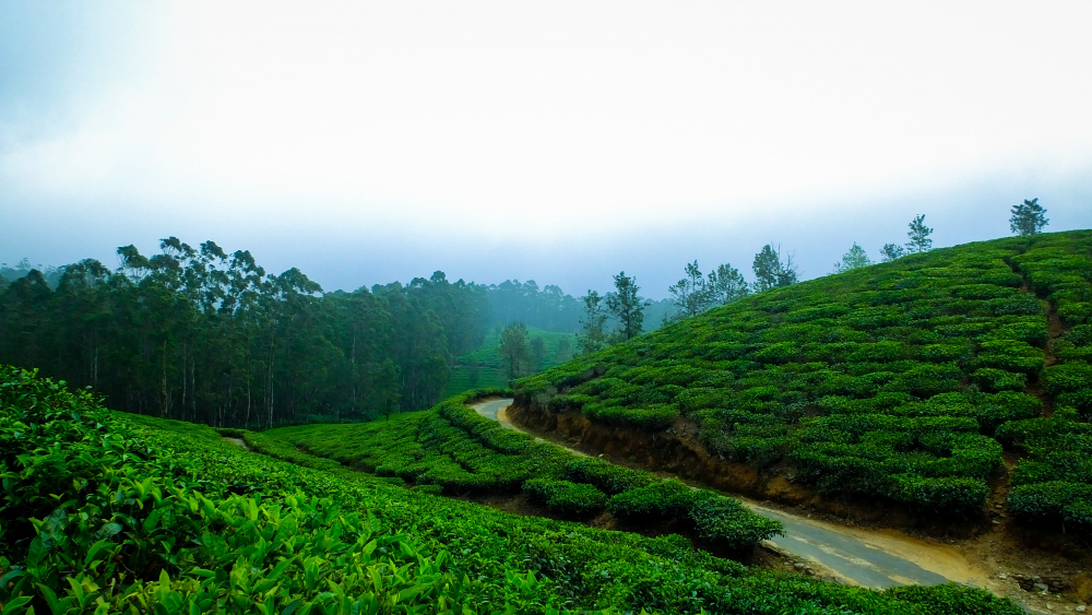 Misty tea plantation hills near Pedro Barn Hotel, Nuwara Eliya